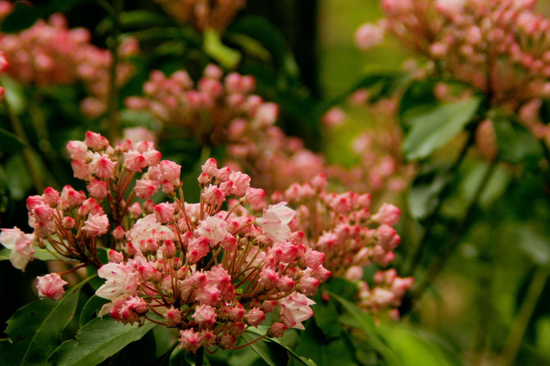 Pink mountain laurel buds opening on a shrub