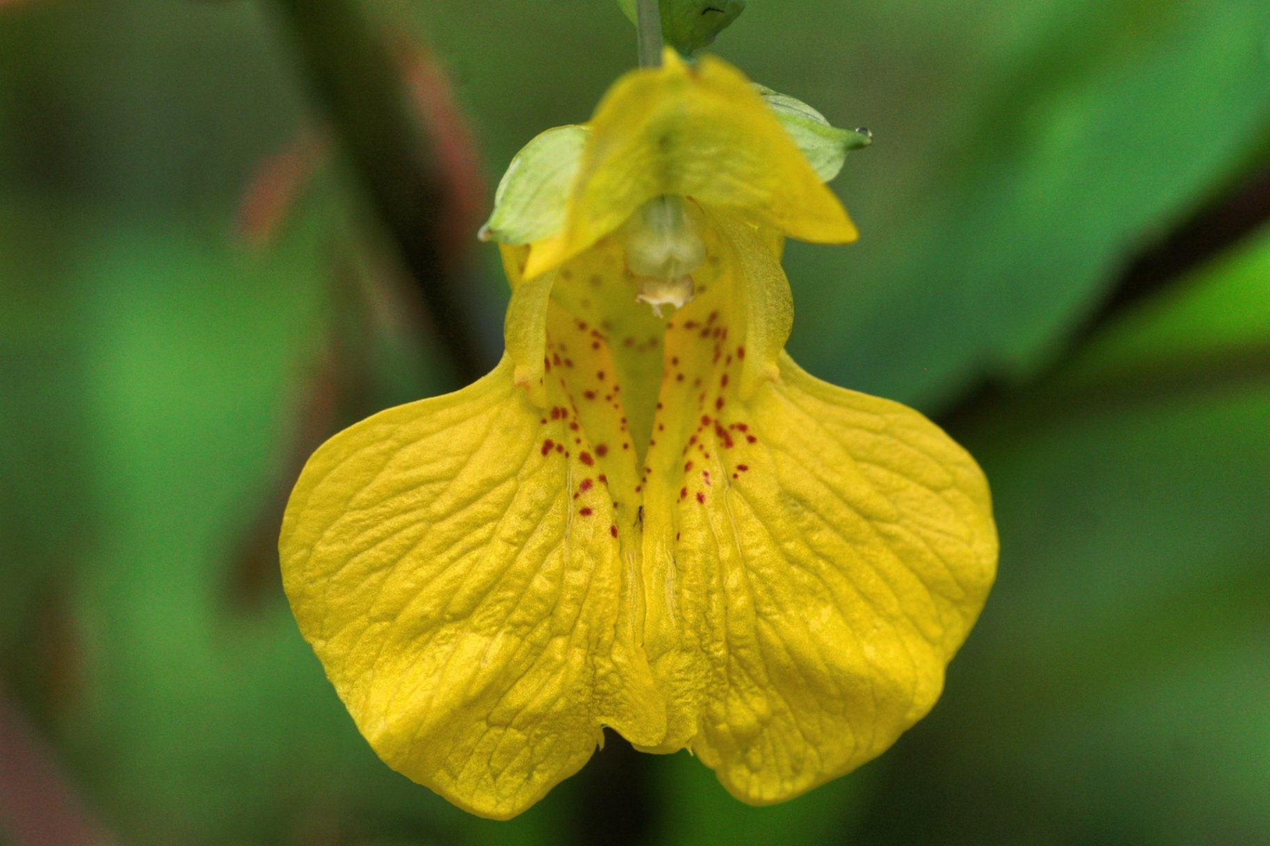 A yellow jewelweed flower with red speckles