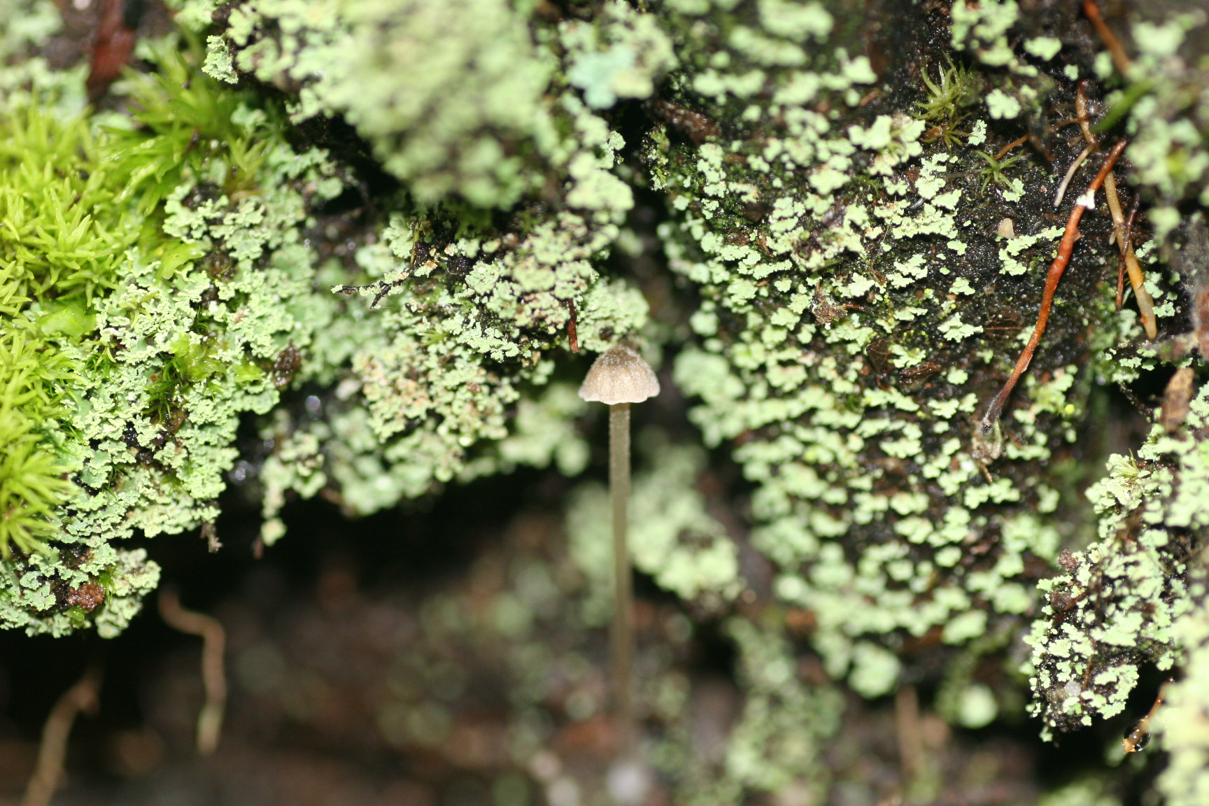 A single small mushroom growing among pale green lichen
