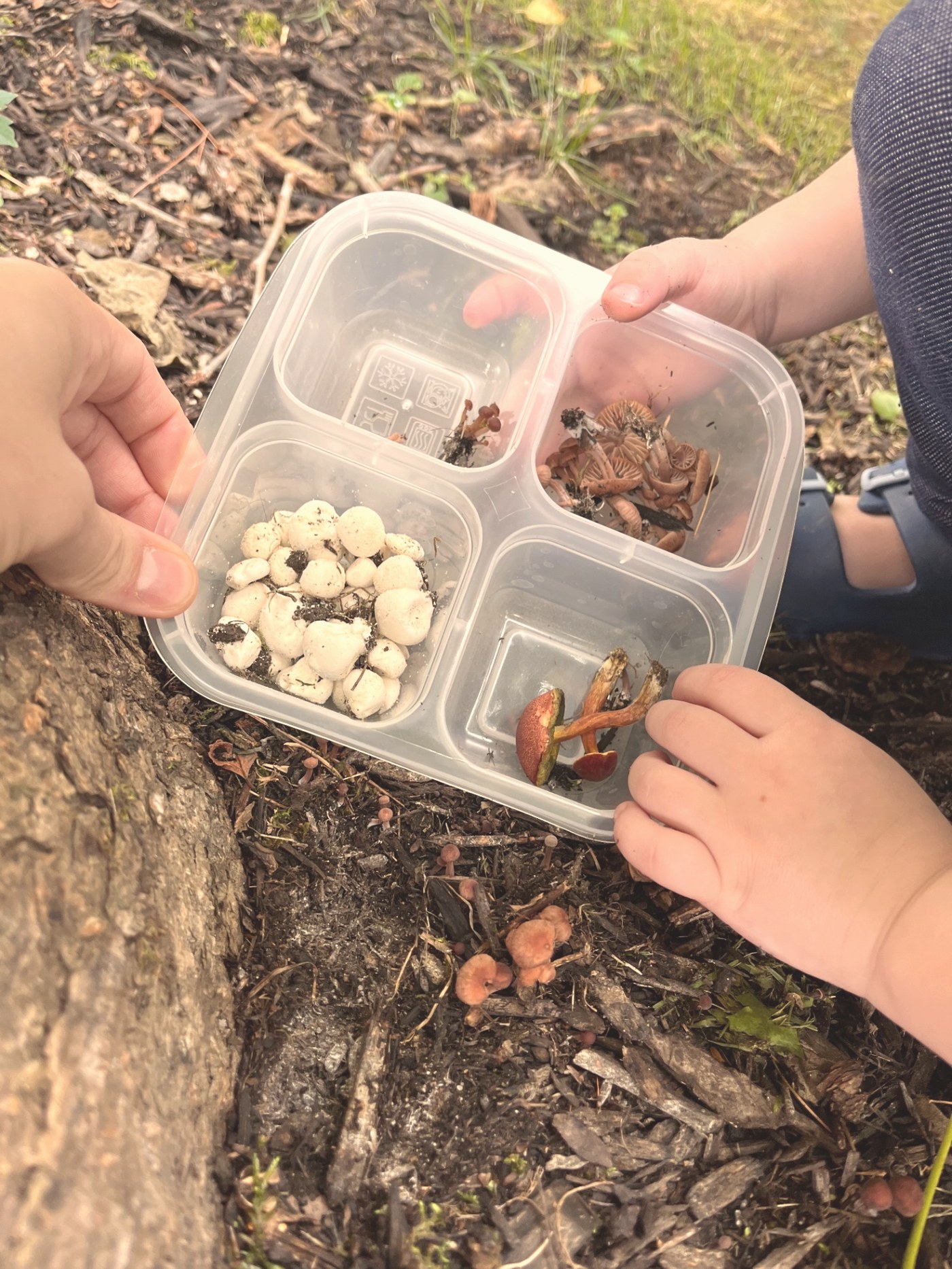 A child and adult holding a divided container of sorted mushrooms found on the forest floor