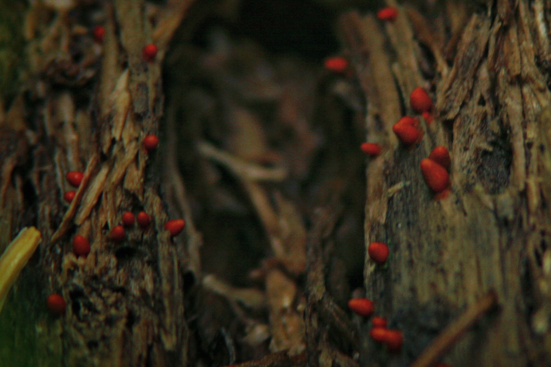 Tiny red fungi dotted across a rotting log