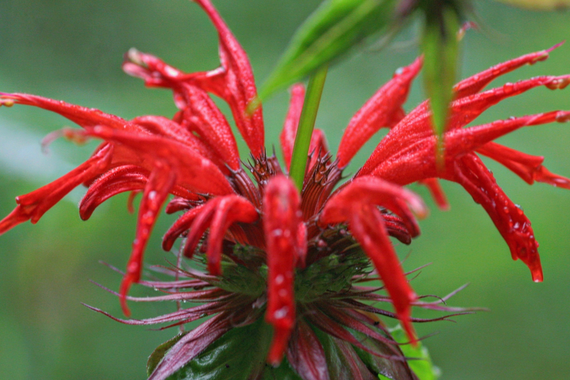 Red bee balm flower covered in raindrops